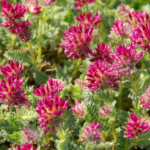 Outsidepride 100 semillas perennes de flores rojas Anthyllis semillas de cobertura del suelo para plantar