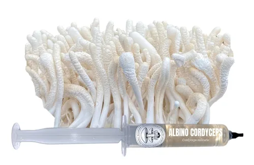 Miniatura 4 de Cultivo líquido de Cordyceps albino (Cordyceps militaris) 20mL Sustrato para micología
