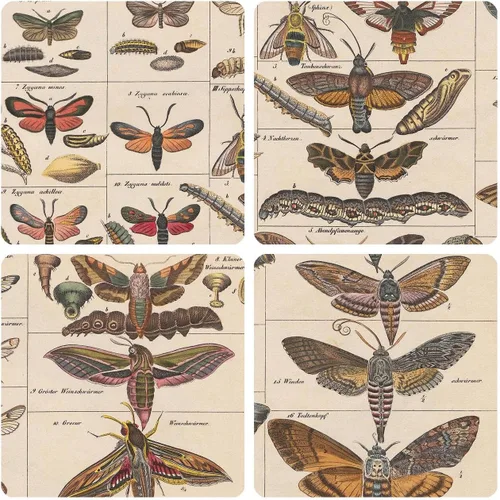 Miniatura 3 de Meishe Art Póster Impreso Vintage Polilla Insectos Razas Identificación Tabla de Referencia Colección de Especies Diagrama de Entomología Aula Club