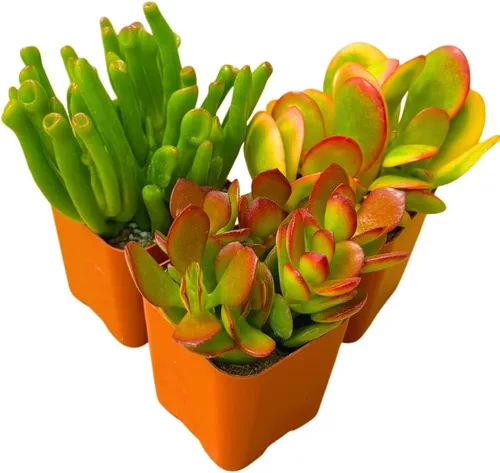 Miniatura 2 de Plantas suculentas vivas Jade Plant 2" Paquete de 3 colección sorpresa, colección inicial de plantas vivas de jade, plantas suculentas vivas