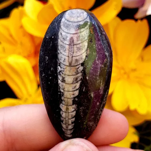 Miniatura 3 de Orthoceras - Espécimen de piedra fósil natural de reiki curativo metafísico de cristal de chakras, juego de 2 piezas, transparente