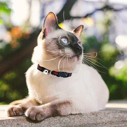 Miniatura 9 de Collar de gato NFL Arizona Cardinals de raso Collar de equipo de fútbol americano para perros y gatos. Un collar de gato brillante y colorido