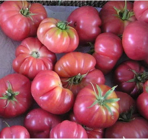 Violaceum Krypni Rozo Tomato Seeds - Una variedad de herencia originaria de Europa.!(10 - Semillas)