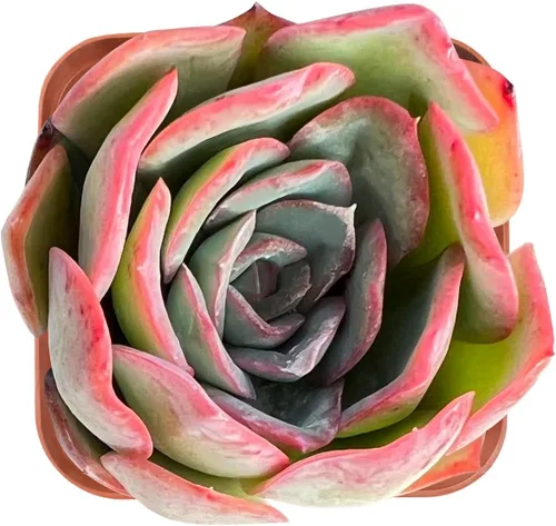 Miniatura 12 de Sprout N Green Echeveria 'Snow Angel', suculenta viva totalmente enraizada en maceta de 2 pulgadas, planta de casa para el hogar, oficina, boda