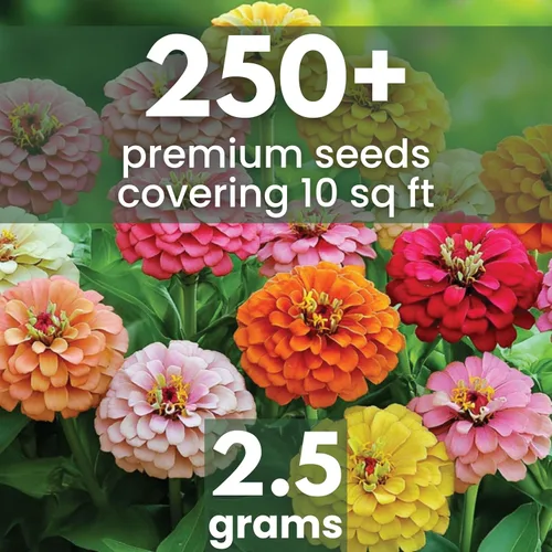 Miniatura 2 de Zinnia California Giants - Sobre grande de 2,500 mg - 250 semillas de flores para plantar - Zinnia elegans
