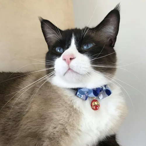 Miniatura 4 de Necoichi Daruma Charm Pajarita Collar de gato (azul)
