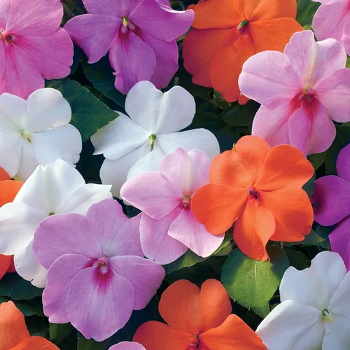 Miniatura 7 de Outsidepride 150 semillas Impatiens Xtreme Pastel Shade Garden Flower Seed Mix para plantar