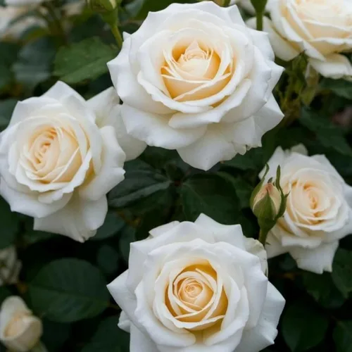 Miniatura 6 de Más de 500 rosas trepadoras perennes para plantar arbustos trepadores de vid fragante mariposa rara sin OMG semillas de flores de herencia