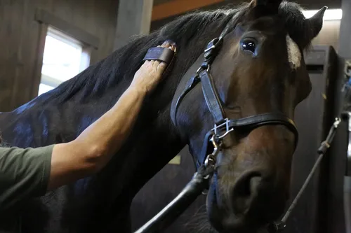 Miniatura 3 de Kawell USA Champú concentrado para caballo. Promueve un pelaje y una piel saludables. Ayuda a aliviar la picazón y la piel seca, alergias e
