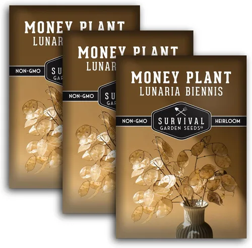 Miniatura 11 de Survival Garden Seeds Semillas de plantas de dinero para plantar, 1 paquete con instrucciones para cultivar Lunaria Annua en el jardín de tu casa
