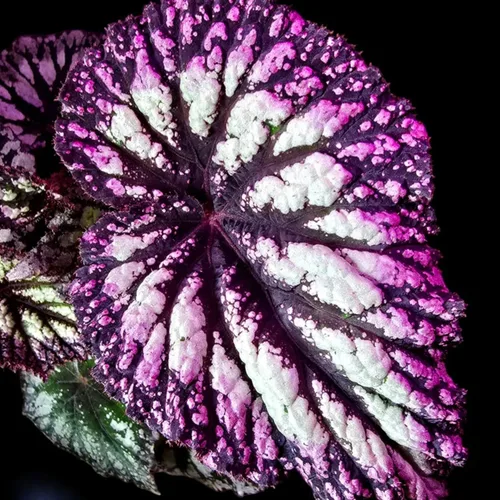 Miniatura 5 de Juego de 2 plantas vivas de begonia, plantas raras de begonia para remolque, cesta colgante ornamental de 5 a 9 pulgadas de alto, fuego