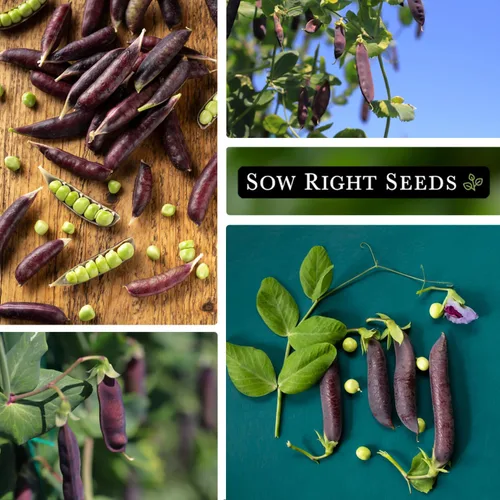 Miniatura 4 de Sow Right Seeds - Semillas de guisantes de nieve Desiree para plantar - Paquete de reliquia sin OMG con instrucciones para plantar un huerto