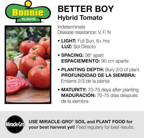 Miniatura 6 de Bonnie Plants Better Boy Tomate Plántula, Planta Viva, para Hamburguesas, Salsa y Salsas, Pleno Sol, 3 Pulgadas Cúbicas, Paquete de 6