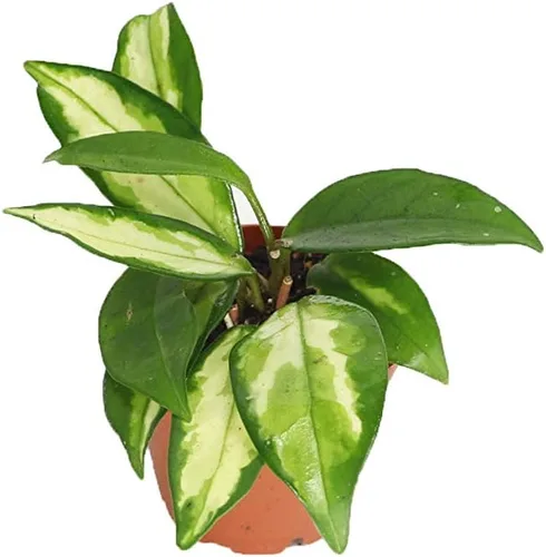 Miniatura 7 de Hoya - Cuerda hindú abigarrada, variedad rara, 2.5 pulgadas de California Tropicals