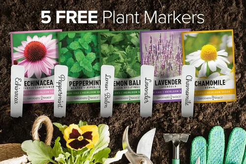 Miniatura 7 de Gardeners Basics, Semillas de té de hierbas para plantar en interiores y exteriores, 5 paquetes variados de equinácea, menta, lavanda, manzanilla