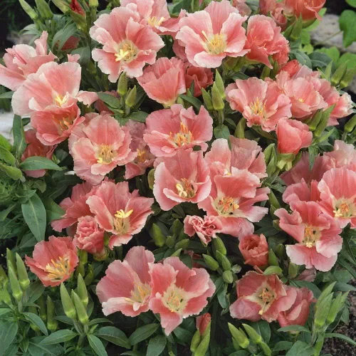 Miniatura 9 de Outsidepride 5000 semillas anuales Godetia Tall Flower Seed Mix para plantar Mezcla alta