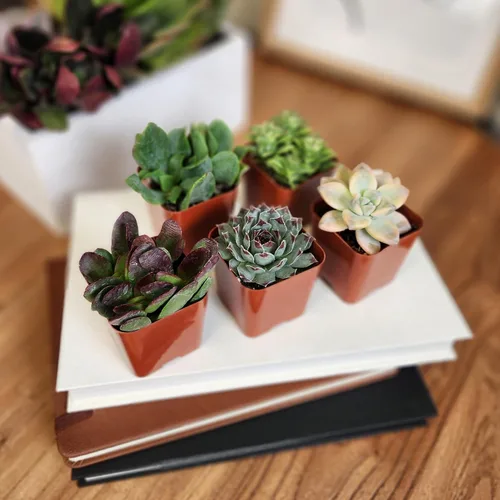 Miniatura 9 de Paquete de plantas suculentas vivas (paquete de 6), plantas suculentas reales y mini plantas para principiantes, plantas de casa vivas, mini