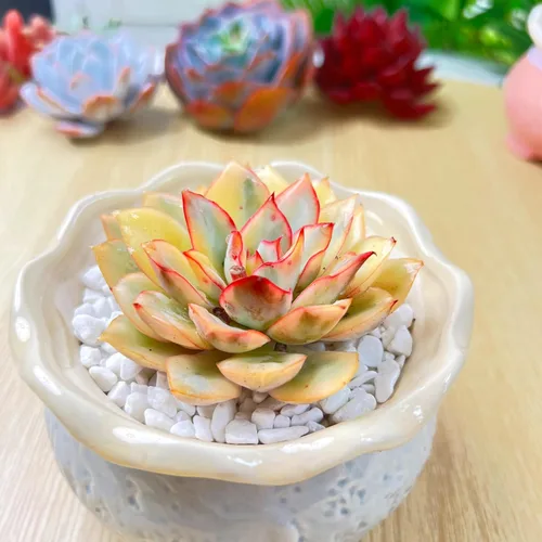 Miniatura 29 de Succulent Plants Live– Easy Care Bare Root Succulents for Indoor Outdoor Decor, Mini Live Plants for Home, Garden, Office, & Gift Ideas