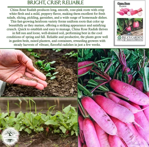 Miniatura 5 de Semillas de rábano rosa rosa de China para plantar, más de 125 semillas de reliquia por paquete, semillas de jardín de Isla
