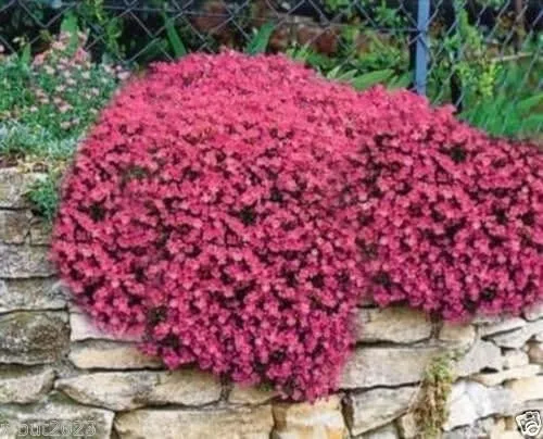 300 semillas Aubrieta – rojo cascada – semillas de flores, perennes, resistentes a ciervos