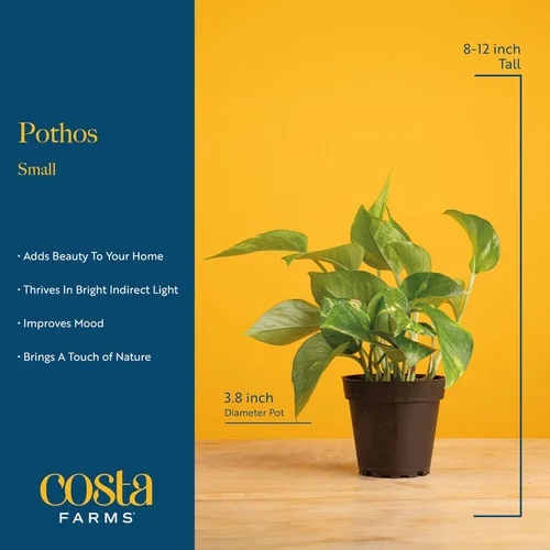 Miniatura 4 de Costa Farms Planta Pothos, hiedra del diablo en maceta decorativa, fácil de mantener, planta de interior purificadora de aire, enrejado, estante