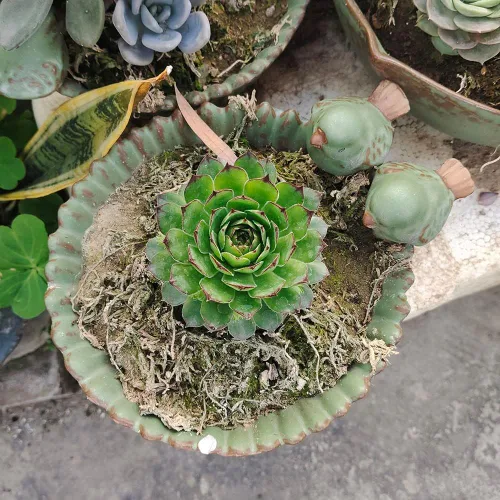 Miniatura 6 de NWFashion - Maceta divertida con diseño especial para jardín, suculentas, de 6 pulgadas, para interior y exterior (pájaro)