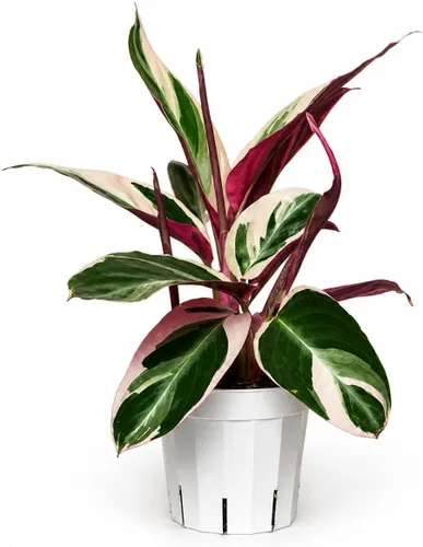 Miniatura 33 de Agloanema Garnet House Plant, Chinese Evergreen Live Plant for Indoor Spaces, Colorful Aglaonema Live Plant, Feng Shui Plants Live Houseplants for