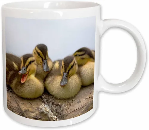Miniatura 9 de 3dRose Taza de café, tamaño - 11oz - Estados Unidos, Washington, Seattle. Embrague de patos Mallard. Steve Kazlowski - patos - divertido regalo