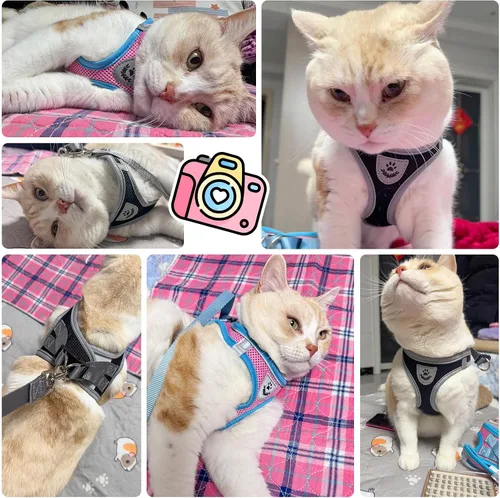 Miniatura 7 de SCENEREAL Juego de arnés y correa para gatos, a prueba de escape, arnés ajustable de malla de aire suave para gatitos para niñas y niños, gatos Negro