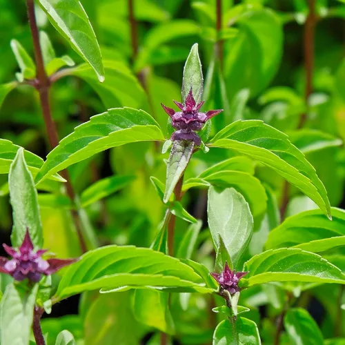 Miniatura 6 de Seed Needs Semillas de albahaca para plantar hierbas de albahaca tailandesa, reliquia sin OMG y sin tratar, cultiva un jardín de hierbas culinarias