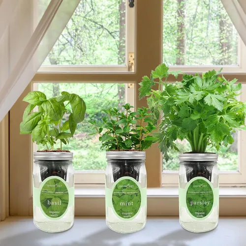 Miniatura 7 de Kit de cultivo de hierbas hidropónicas, kit de inicio de jardín de hierbas con riego automático en tarro de masón para interiores, jardín de hierbas