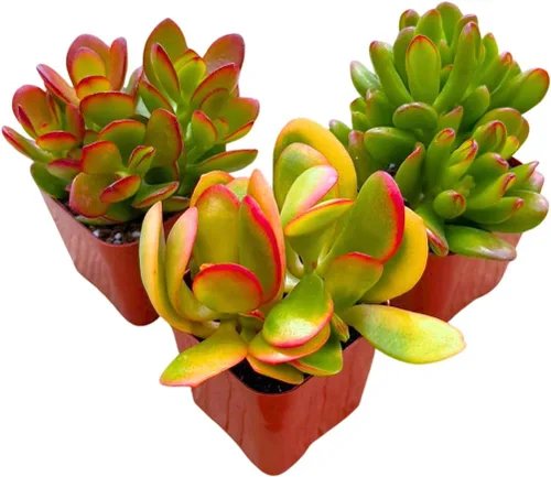 Miniatura 4 de Plantas suculentas vivas Jade Plant 2" Paquete de 3 colección sorpresa, colección inicial de plantas vivas de jade, plantas suculentas vivas