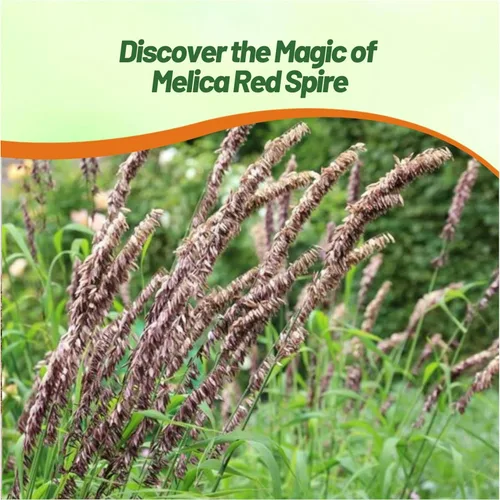 Miniatura 6 de Outsidepride - 500 semillas de la hierba ornamental perenne mélica siberiana (Melica altissima [Red Spire]) para sembrar
