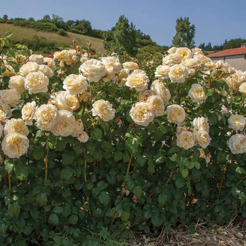 Miniatura 5 de Rosas de té híbridas de reliquia, planta de raíz propia viva para jardín al aire libre, Moonlight Romantica®, muy fragantes, zonas de rusticidad