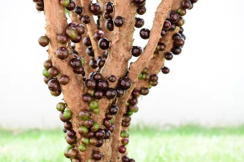 Miniatura 2 de ragnaroc Árboles frutales vivos – Plinia cauliflora Jaboticaba de 9 a 12 pulgadas de alto en maceta de 4 pulgadas – 1 ct – Color cuando florece