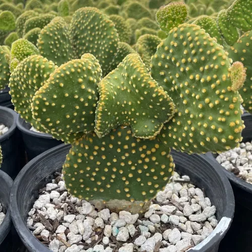 Cactus Outlet - Opuntia Microdasys Plantas de cactus de tuna vivas - Plantas de cactus vivas - Opuntia Microdasys - Planta de tuna viva - Plantas de