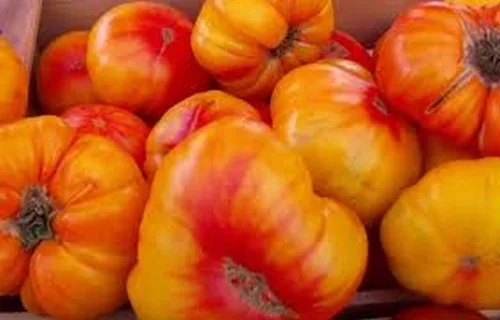 Tomate alemán viejo - - Un gran gran sabor favorito (10 - Semillas)