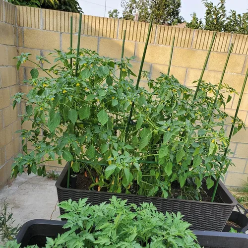 Miniatura 4 de Estacas para Plantas de Jardín de 48 Pulgadas 4 Pies Soporte de Palo de Acero para Plantas, Paquete de 25 Estacas de Tomate para Cultivo de Plantas