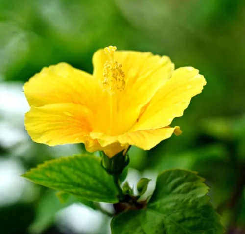 Miniatura 6 de SeedsTop - 45 semillas de hibisco amarillo flor perenne reliquia rara flor exótica planta de árbol Perennial, Heirloom, Rare Flower, Exotic Tree