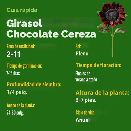 Miniatura 3 de HOME GROWN Semillas de girasol de cereza y chocolate, 75 semillas de reliquia para plantar girasoles burdeos, flor alta para jardín, polinizadores