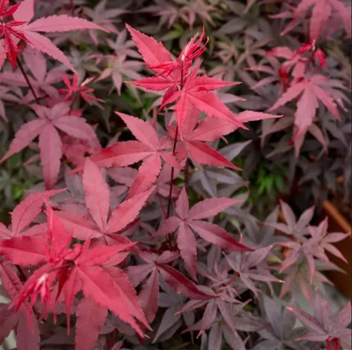 Miniatura 2 de 30 unidades de semillas de Arce Japonés Rojo (Acer Palmatum Atropurpureum) - Belleza Vibrante para el Jardín