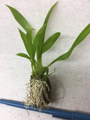 Miniatura 2 de Onc. Twinkle 'Fragrant Fantasy' - ¡Floraciones fragantes fáciles de cultivar y florecer! Tamaño miniatura para alféizar de ventana, tolerante al