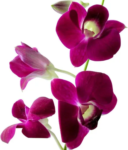 Miniatura 9 de PLANTA DE ORQUÍDEA DE DENDROBIO HAWAIANO 2" MACETA ~ CRECIR HAWAII