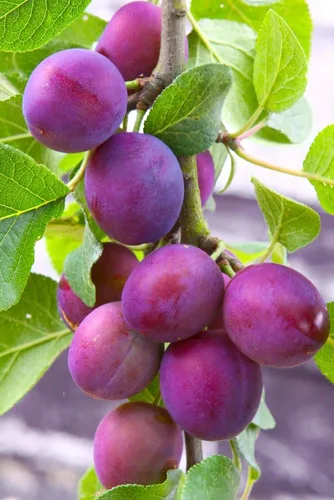 Miniatura 20 de Semillas de frutas para plantar - Semillas de frutas de jardín (caqui americano - 10 semillas)