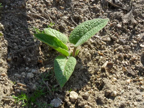 Miniatura 2 de Tres esquejes de raíz de consuelda rusa - Cultivar Bocking 14 - Comfrey - Knitbone de Yumheart Gardens (3)