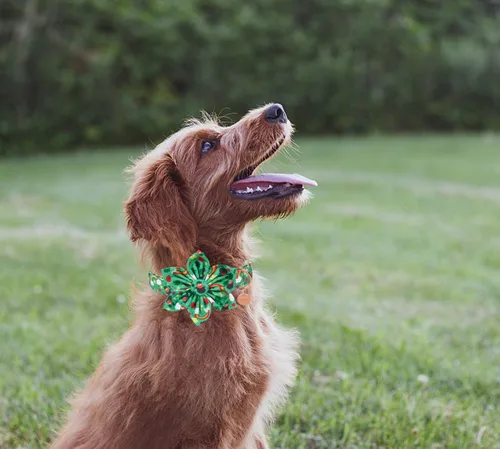 Miniatura 5 de DOGWONG Collar de perro de trébol de la suerte verde con corbatín, suave y ajustable para el día de San Patricio, collar negro para cachorros