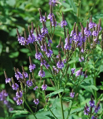Planta de verbena azul, hierba de verbena en maceta 4 inc. para plantar al aire libre en interiores de tu jardín