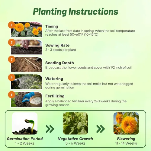 Miniatura 4 de Outsidepride Giant Sungold - Semillas de girasol para plantar, 500 piezas anuales, fáciles de cultivar con flores vibrantes y abundantes