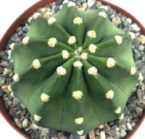 Cactus de lirio de Pascua de 8 pulgadas, Echinopsis Subdenudata, totalmente enraizado, resistente y tolerante a la sequía, fácil de cultivar (Cacto