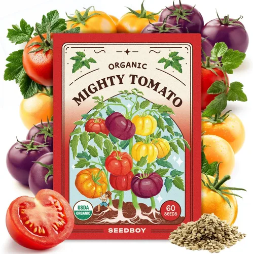 Seedboy Semillas orgánicas de tomate Beefsteak arcoíris para plantar en interiores y exteriores, paquete de semillas de vegetales sin OMG y